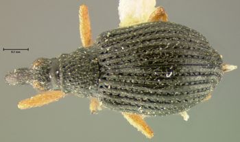 Media type: image;   Entomology 25092 Aspect: habitus dorsal view